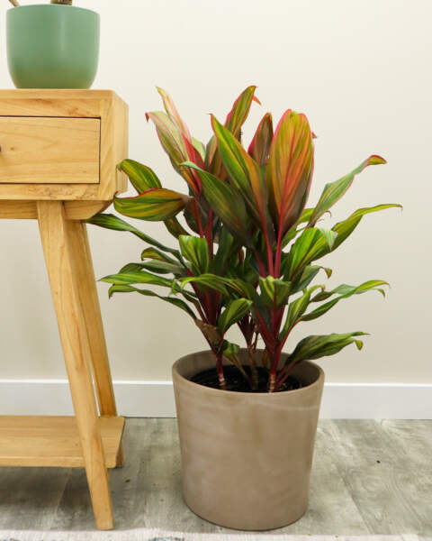 Cordyline fruticosa ‘Harlequin’ (Ti Plant)