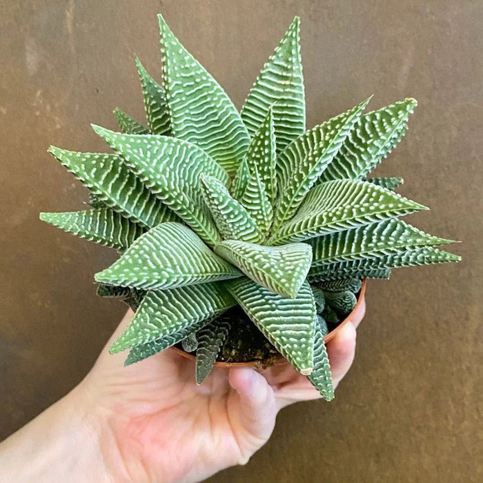 Haworthia limifolia ‘White Spider’ (Spider White Haworthia)