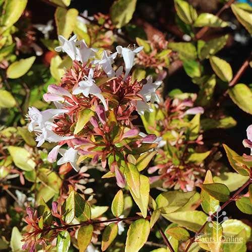 Abelia × Grandiflora ‘Francis Mason’ (Golden Abelia)