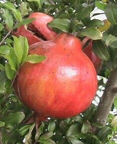 Punica granatum ‘Jativa’ (Pomegranate – Jativa)