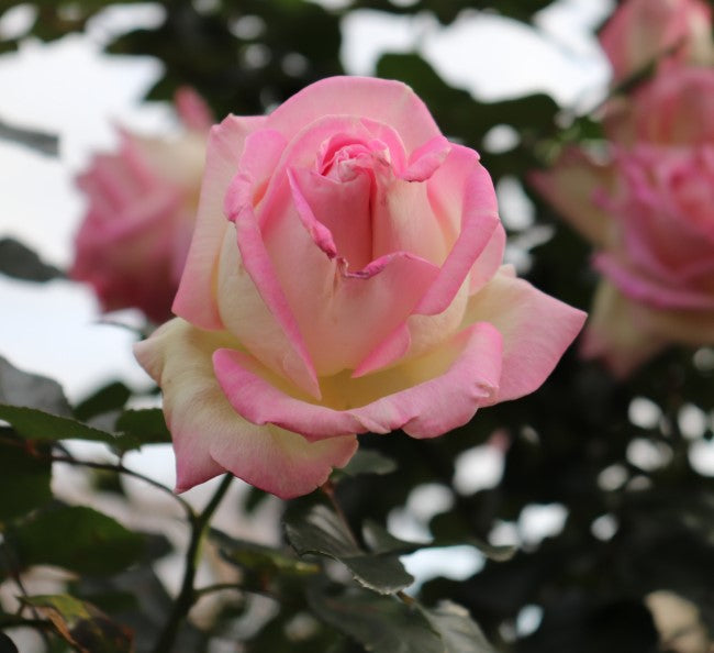 Rosa 'Princess De Monaco' (Princess De Monaco Standard Rose)