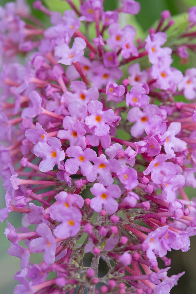 Buddleja davidii ‘Pink Delight’ (Butterfly Bush)