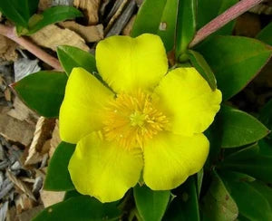 Hibbertia ‘Sun Drops’ – Guinea Flower