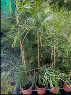 Grevillea 'Honey Gem'