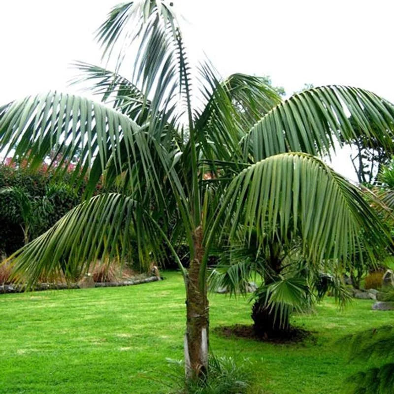 Howea Forsteriana Multi Planted (Multi Planted Kentia Palm)