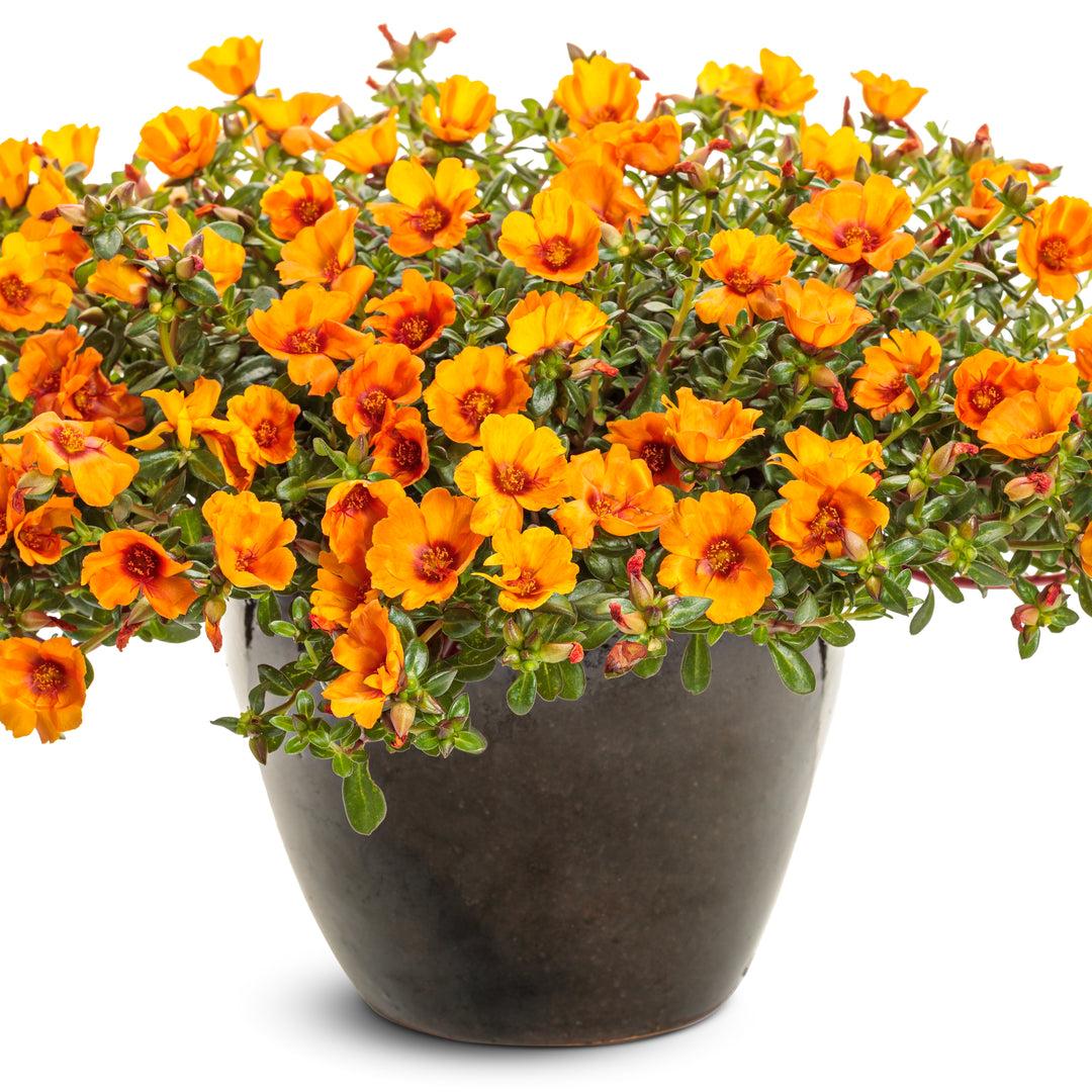 Portulaca ‘Hot Shots Orange’ (Orange Purslane)