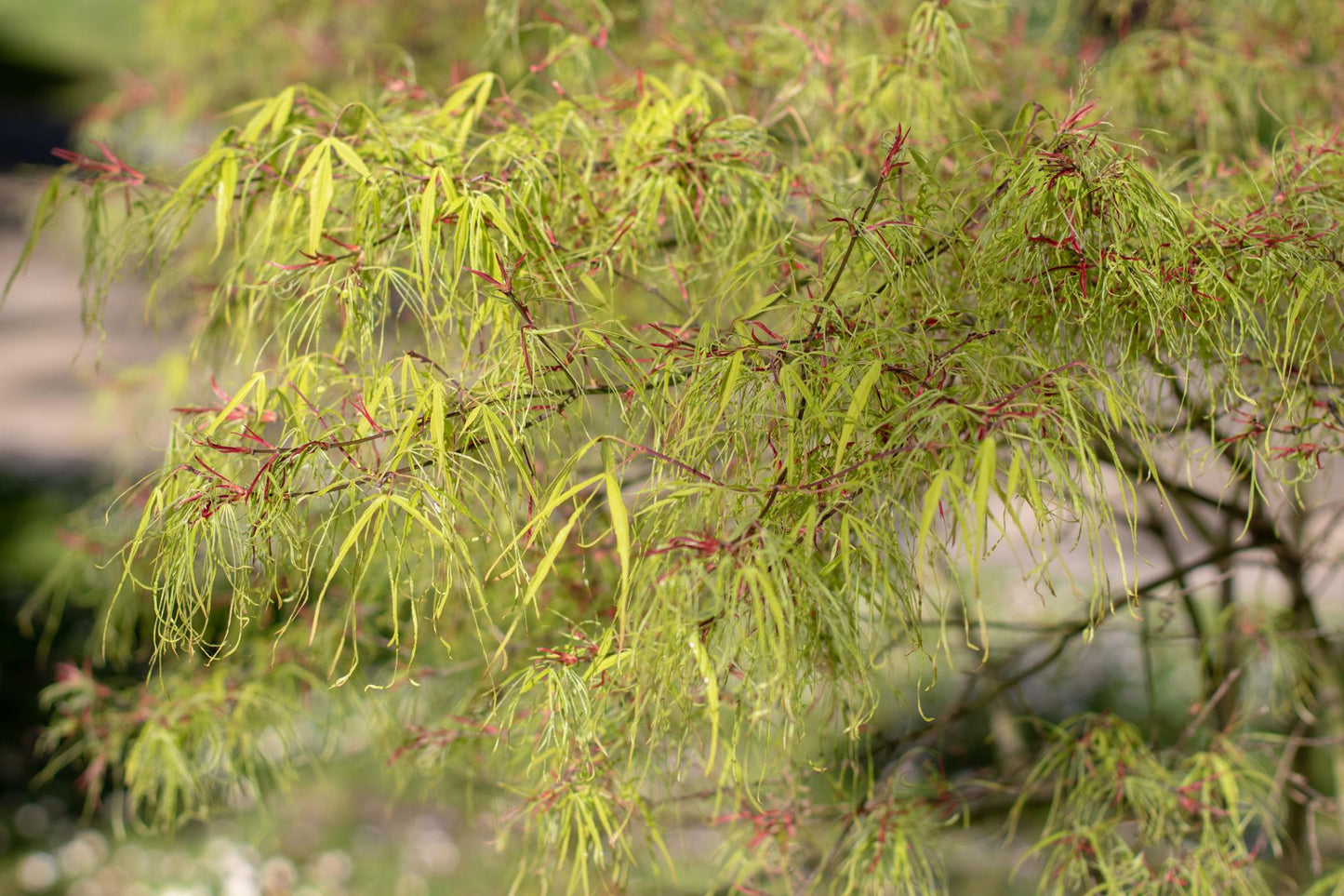 Acer Palmatum Dissectum (Green Japanese Maple)