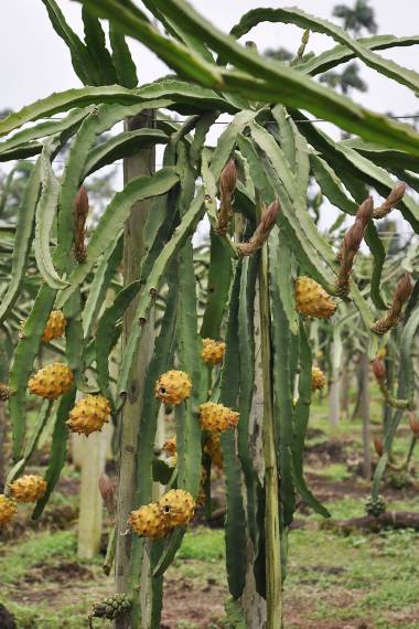 Hylocereus megalanthus – Yellow Dragon Fruit