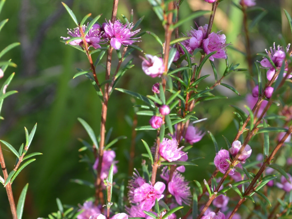 Hypocalymma robustum (Swan River Myrtle)