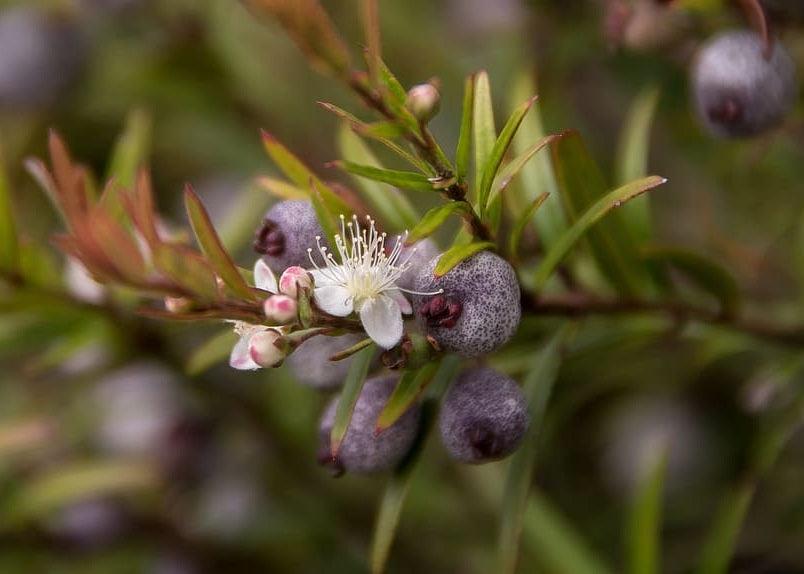 Austromyrtus Dulcis (Midyim Berry)