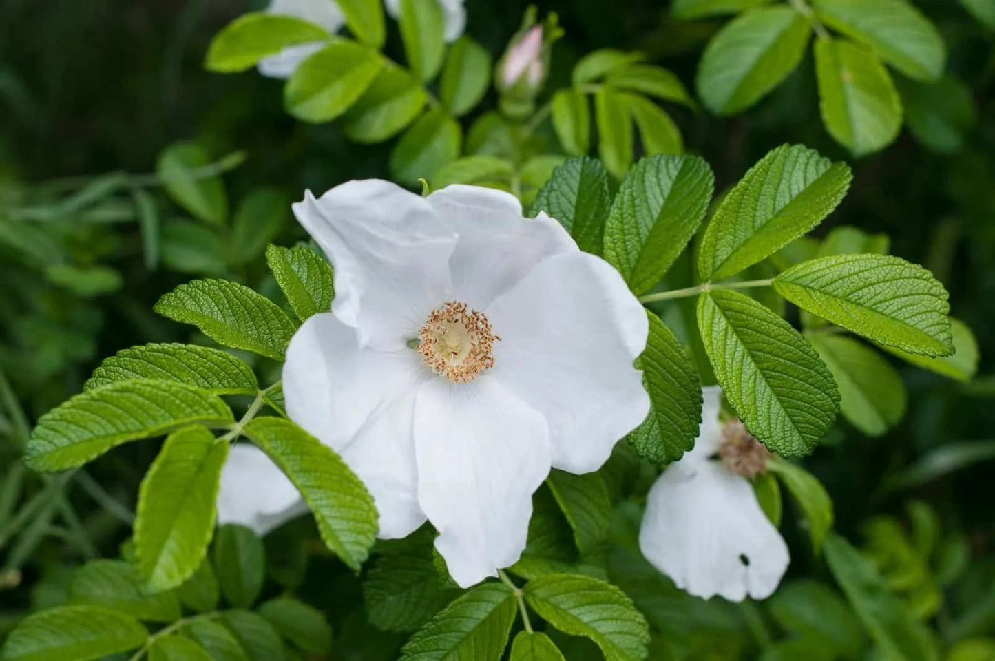 Rosa Rugosa Alba (White Rugosa Rose)