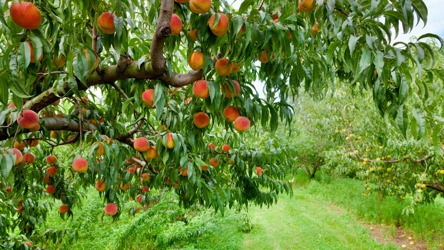 Prunus Persica (Peach Okee Dokee)