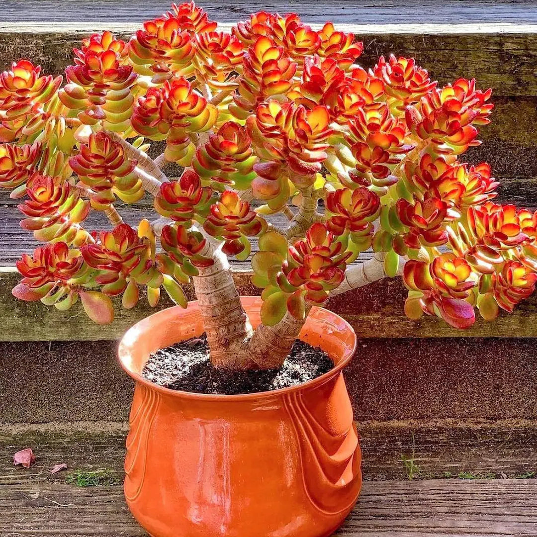 jade plant a succulent Compact Jade Plant – Dwarf Succulent for Containers