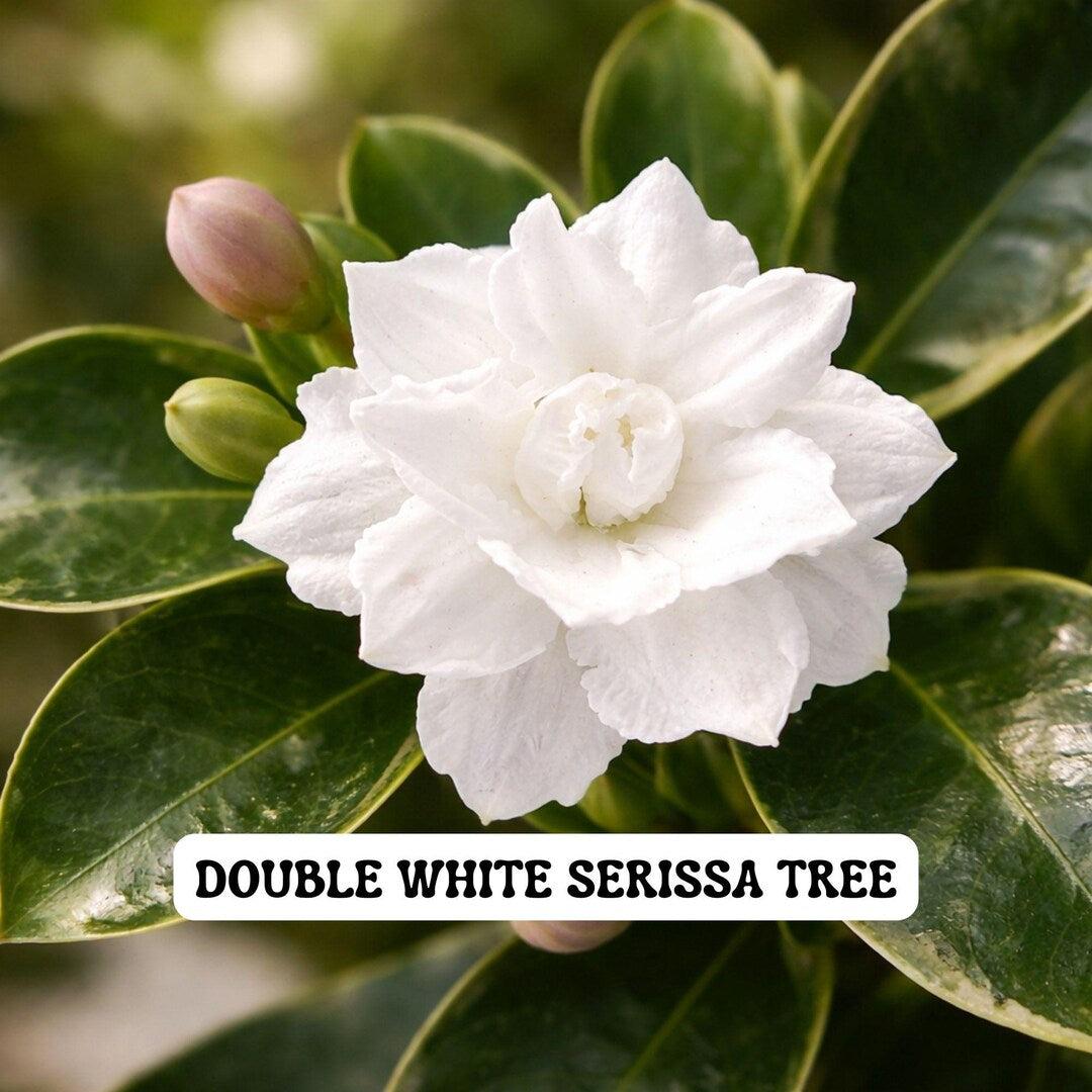 Serissa Japonica ‘Flore Pleno’ (Double White Serissa)