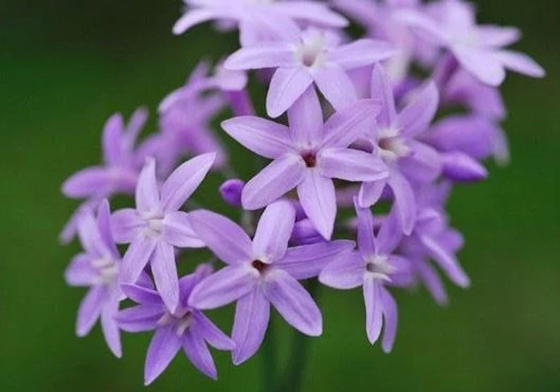 Tulbaghia Cominsii (Comins' Society Garlic)