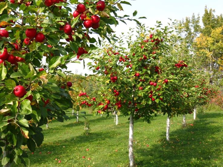 Malus Domestica 'Jonathan' (Apple Jonathan)