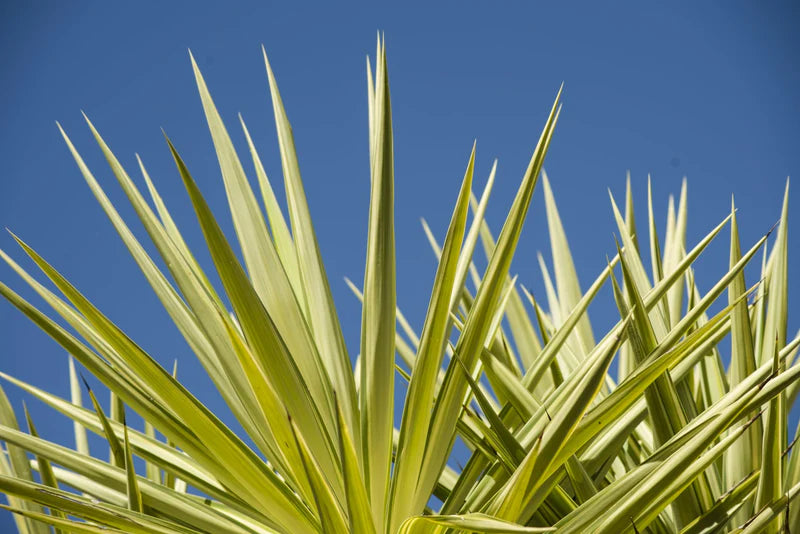 Yucca elephantipes Silver Star (Silver Star Yucca)