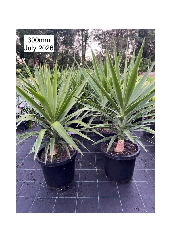 Yucca Elephantipes (Spineless Yucca)