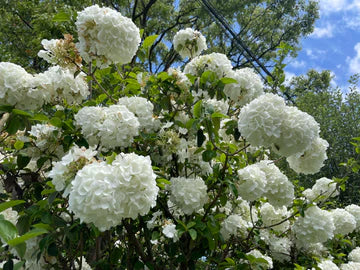 Viburnum Opulus 'Sterile' (Snowball Tree)