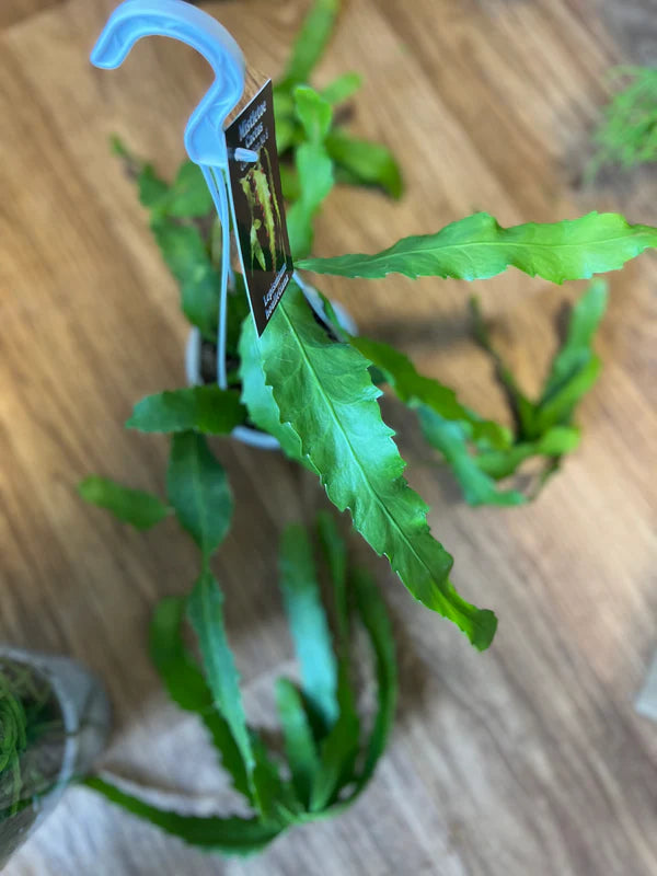 Lepismium Houlletianum (Trailing Jungle Cactus Hanging Basket)