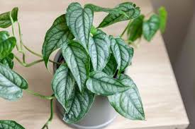 Monstera Siltepecana (Silver Monstera / Trailing Monstera Hanging Basket)