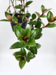 Nematanthus ‘Amazon Sao Paulo’ (Goldfish Plant Hanging Basket)
