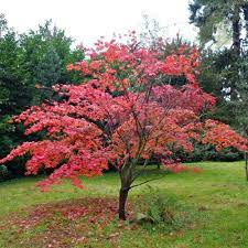Acer Palmatum 'Atropurpureum' (upright)
