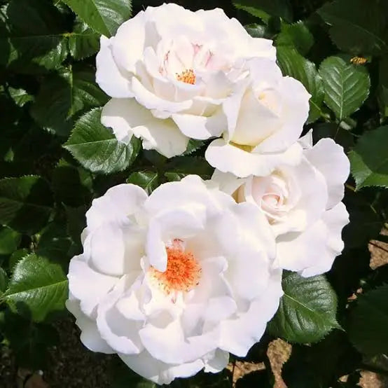 Rosa ‘Margaret Merrill’ (Margaret Merrill Rose)
