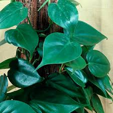 Philodendron Hederaceum (Heartleaf Philodendron Totem Pole)