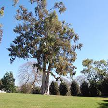 Corymbia Citriodora (Lemon-Scented Gum)