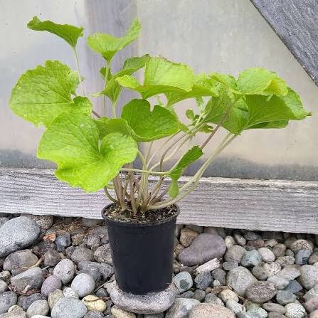 Eutrema japonicum (Wasabi)