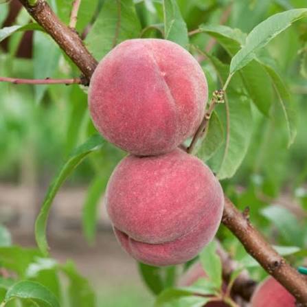 Prunus Persica 'Anzac' (Dwarf Anzac Peach)
