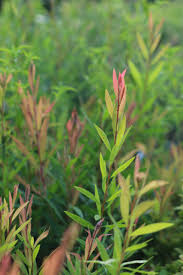 Acmena smithii ‘Red Tip Form’ (Red Tip Lilly Pilly)