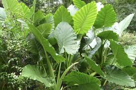 Alocasia Macrorrhizos (Giant Elephant Ear)