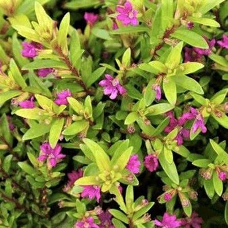 Cuphea Hyssopifolia 'Cocktail' (Cocktail False Heather)