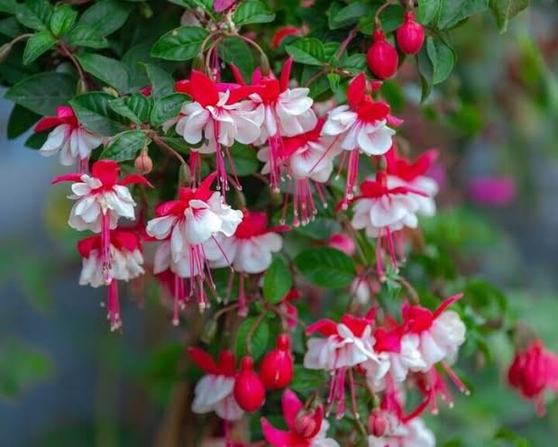 Fuchsia hybrid ‘Ballerina® Arabesque’ (Arabesque Fuchsia)