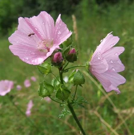 Malva Moschata (Pink Musk Mallow)