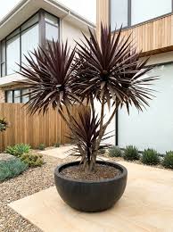 Dracaena Marginata 'Black Knight' (Black Knight Dragon Tree)
