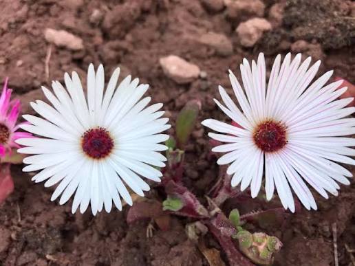 Mesembryanthemum Spp. (White Livingstone Daisy)