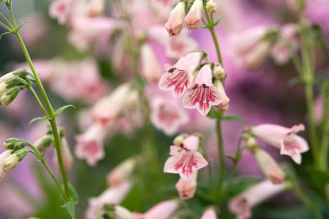 Penstemon 'Hidcote Pink' (Hidcote Pink Penstemon)