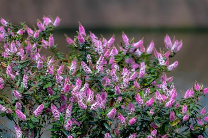 Hebe ‘Marie Antoinette’ (Hebe)
