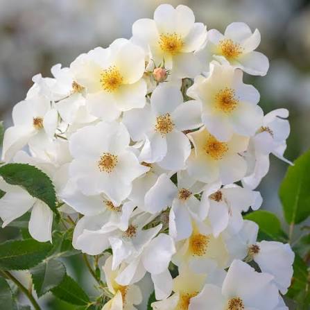 Rosa 'Kew Gardens' (Kew Gardens English Rose)