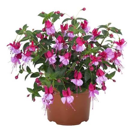 Fuchsia hybrid ‘Ballerina® Assemblé’ (Assemblé Fuchsia)