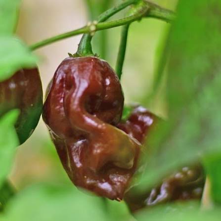 Capsicum Chinense (Brown Habanero Chilli)