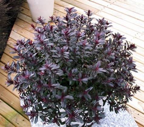 Hebe ‘Turkish Delight’ (Purple Hebe)