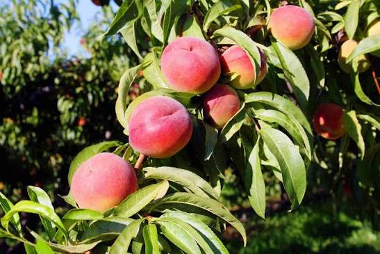 Prunus Persica 'O'Henry' (Dwarf O'Henry Peach)
