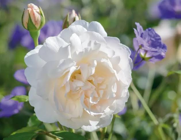 Rosa 'Lichfield Angel' (Lichfield Angel English Rose)