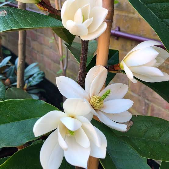 Magnolia 'Fairy Cream' (Syn. Michelia 'Fairy Cream') (Fairy Cream Magnolia)