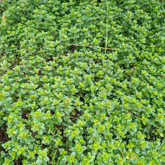 Thymus vulgaris 'Pizza' (Pizza Thyme)
