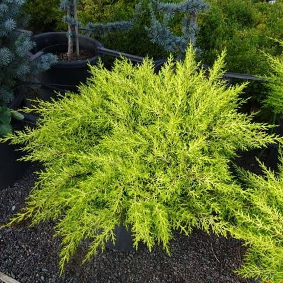 Cupressus macrocarpa ‘Golden Halo’ Standard (Golden Halo Cypress)